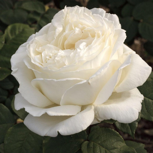 Bela - Roza - Jeanne Moreau® - Na spletni nakup vrtnice